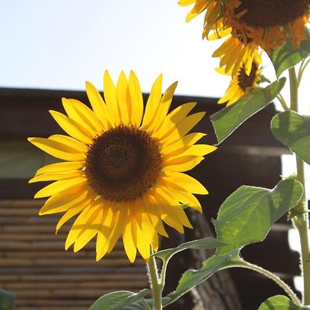 Il Girasole Alloggio Villa Fluminimaggiore Dış mekan fotoğraf