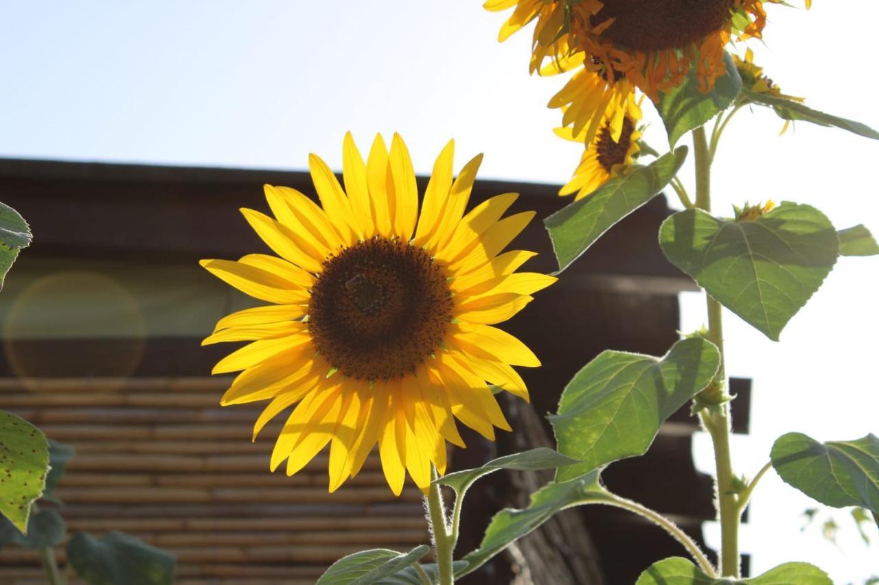 Il Girasole Alloggio Villa Fluminimaggiore Dış mekan fotoğraf